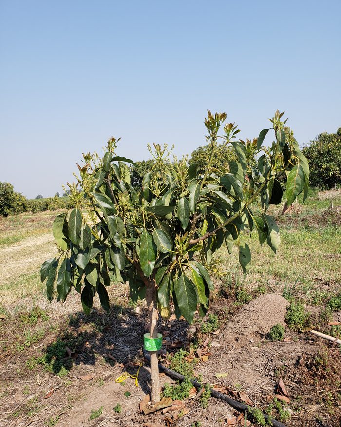 Plantación de palta protegida con Ecostop en Tucumán.